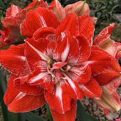 Double-Petal Amaryllis Large Bulbs