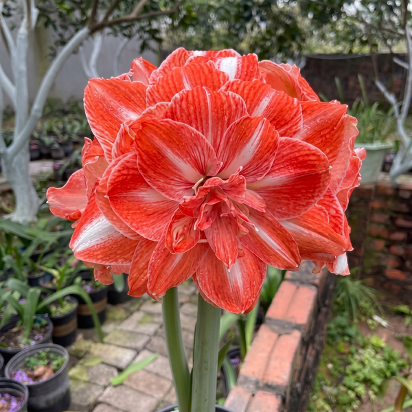 Double-Petal Amaryllis Large Bulbs