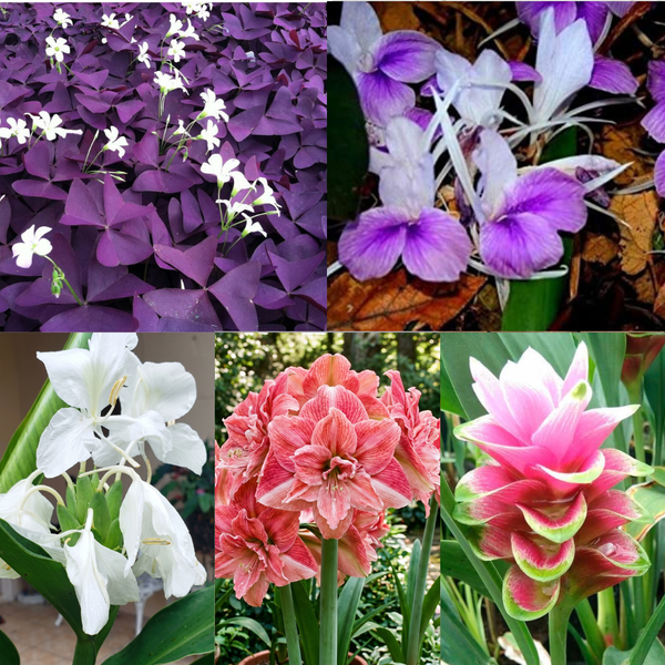 Exotic Summer Flower Bulbs Combo