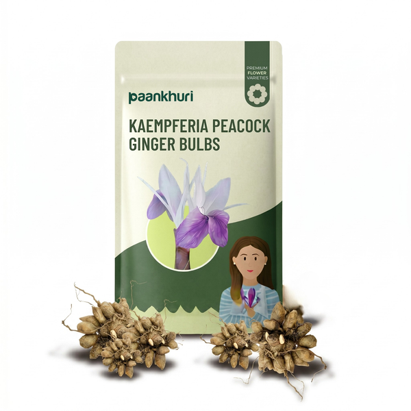 Kaempferia Peacock Ginger Bulbs