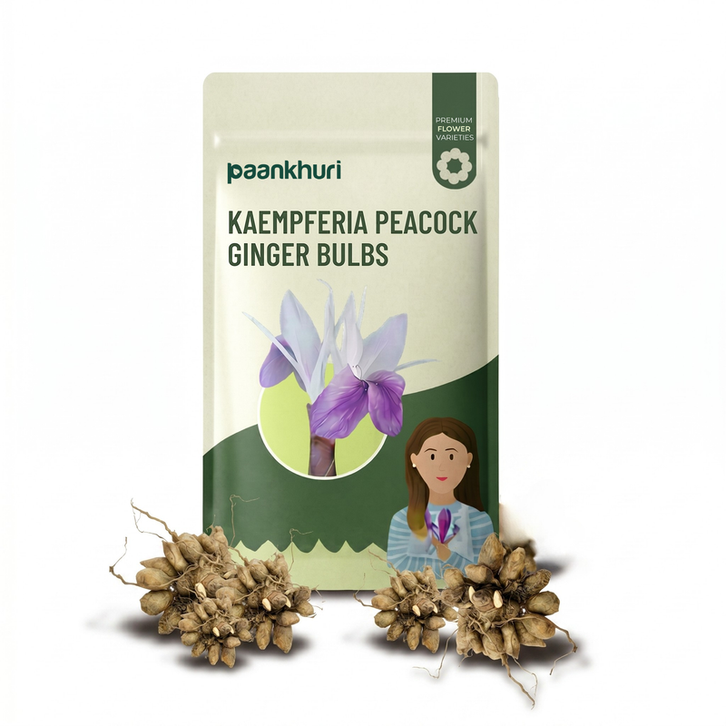 Kaempferia Peacock Ginger Bulbs