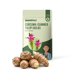 Curcuma Summer Tulip Bulbs