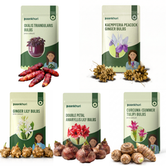 Exotic Summer Flower Bulbs Combo