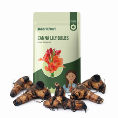 Canna Lily Bulbs