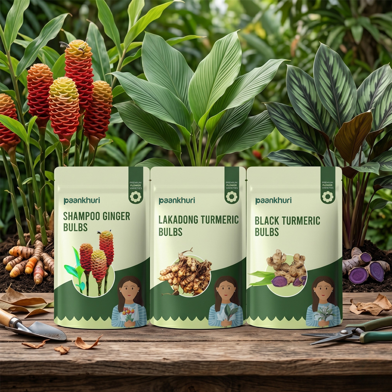 Medicinal Plant Bulbs Combo