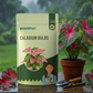 Caladium Bulbs