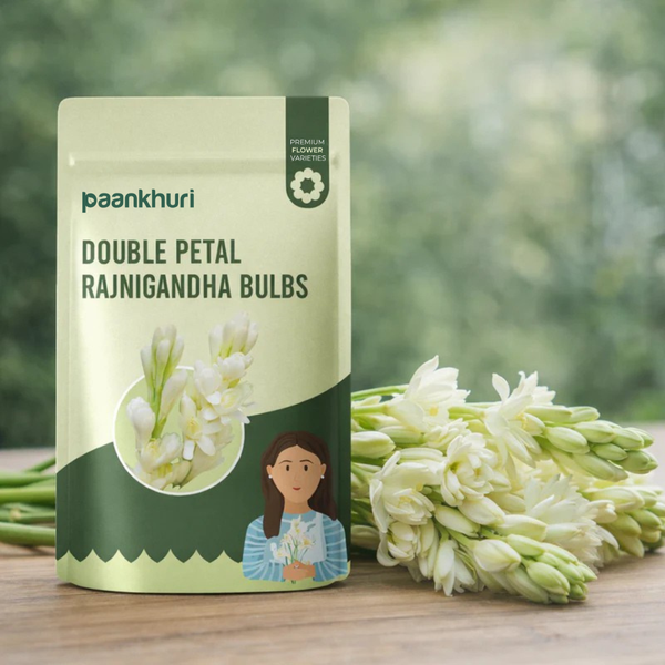 Double Petal Rajnigandha Bulbs