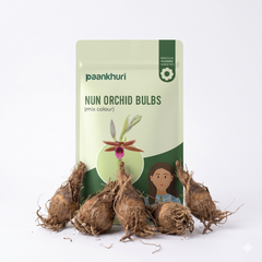 Nun Orchid Bulbs