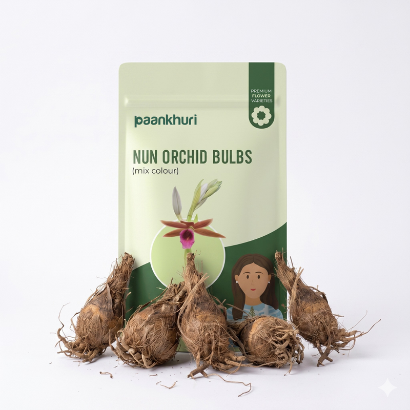Nun Orchid Bulbs