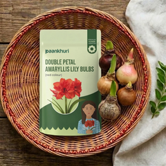 Double-Petal Amaryllis Lily Bulbs