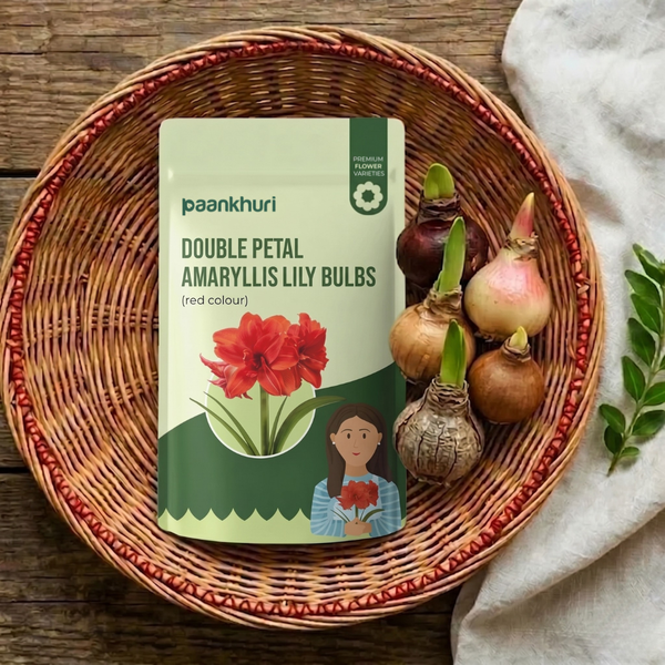 Double-Petal Amaryllis Lily Bulbs