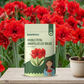 Double-Petal Amaryllis Lily Bulbs