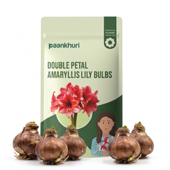Double-Petal Amaryllis Lily Bulbs