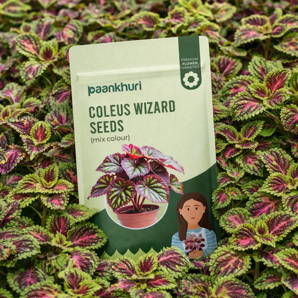 Coleus Wizard Seeds