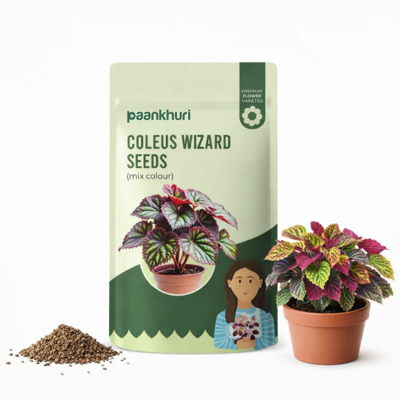 Coleus Wizard Seeds