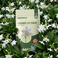 Eucharis Lily Bulbs