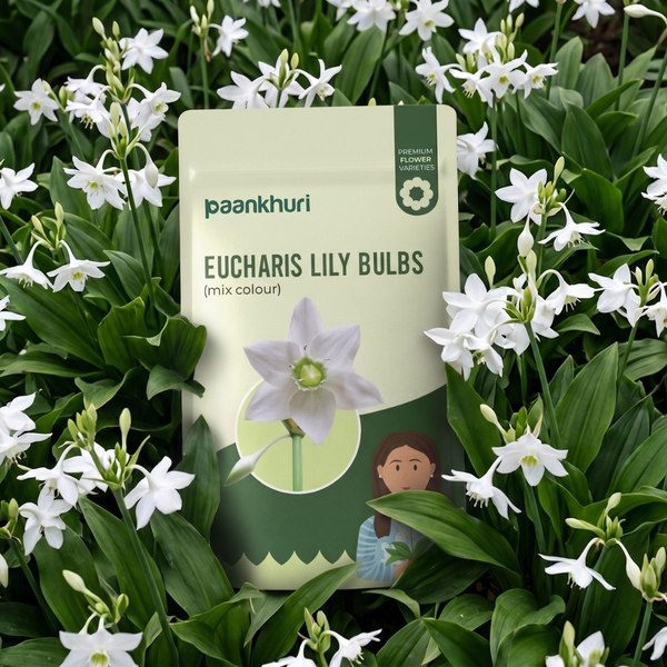Eucharis Lily Bulbs