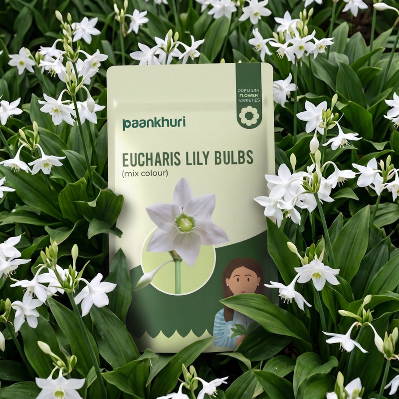 Eucharis Lily Bulbs