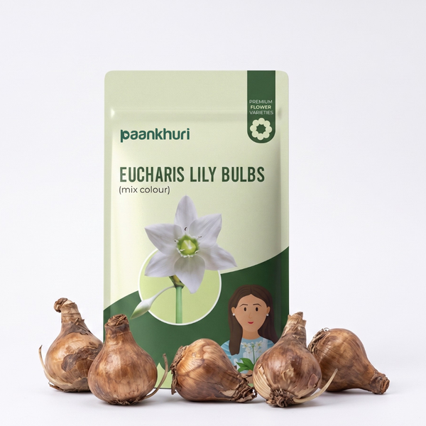 Eucharis Lily Bulbs