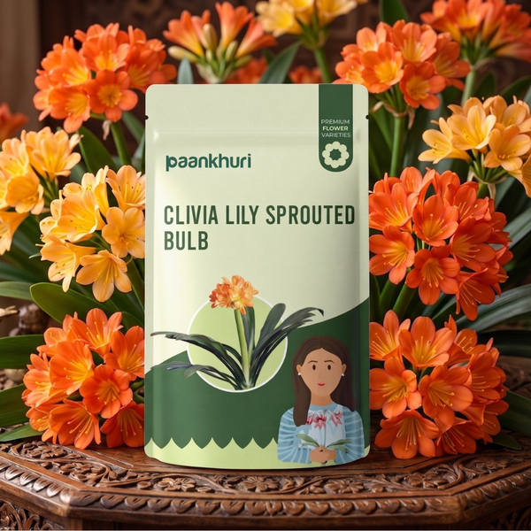 Clivia Lily Sprouted Bulb