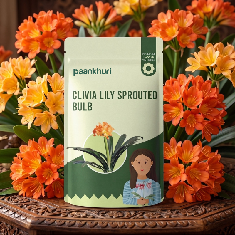Clivia Lily Sprouted Bulb