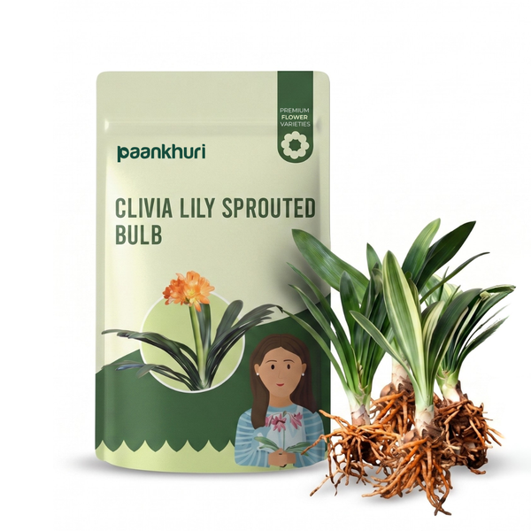 Clivia Lily Sprouted Bulb