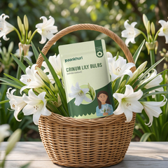 Crinum Lily Bulbs