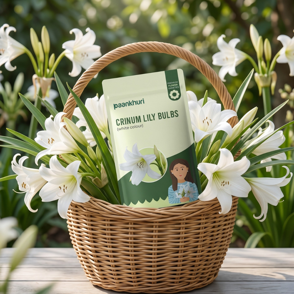 Crinum Lily Bulbs