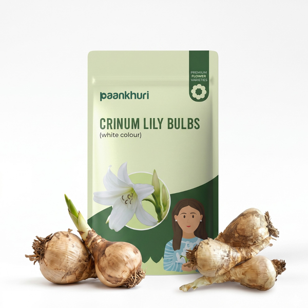Crinum Lily Bulbs