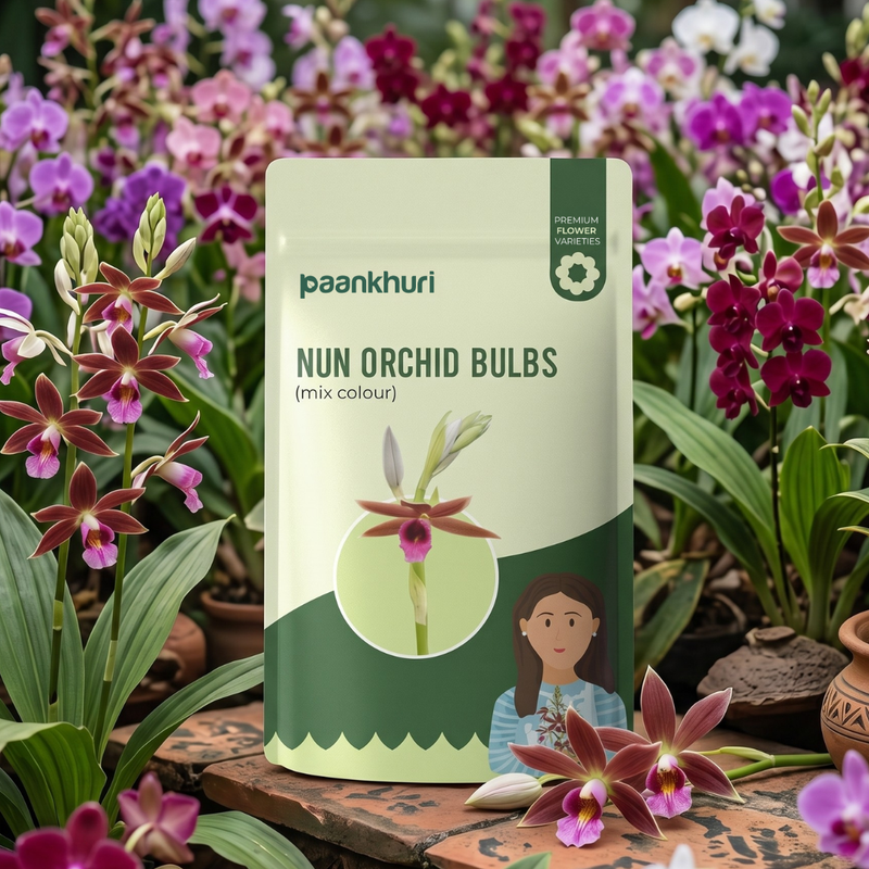 Nun Orchid Bulbs