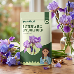 Butterfly Iris Sprouted Bulb