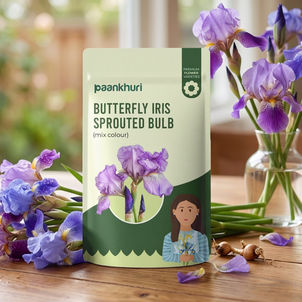 Butterfly Iris Sprouted Bulb