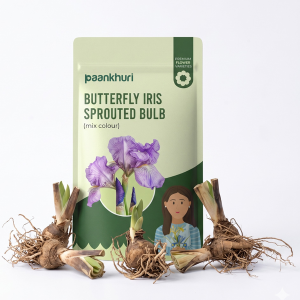 Butterfly Iris Sprouted Bulb