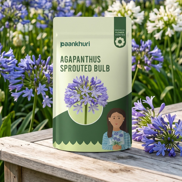 Agapanthus Sprouted Bulb