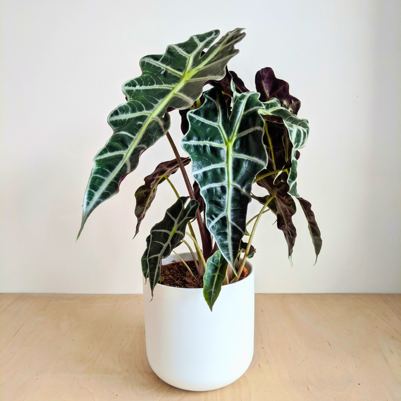 Alocasia Bulbs