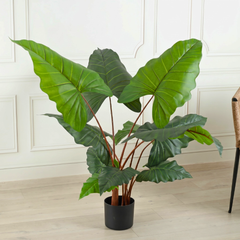 Alocasia Bulbs