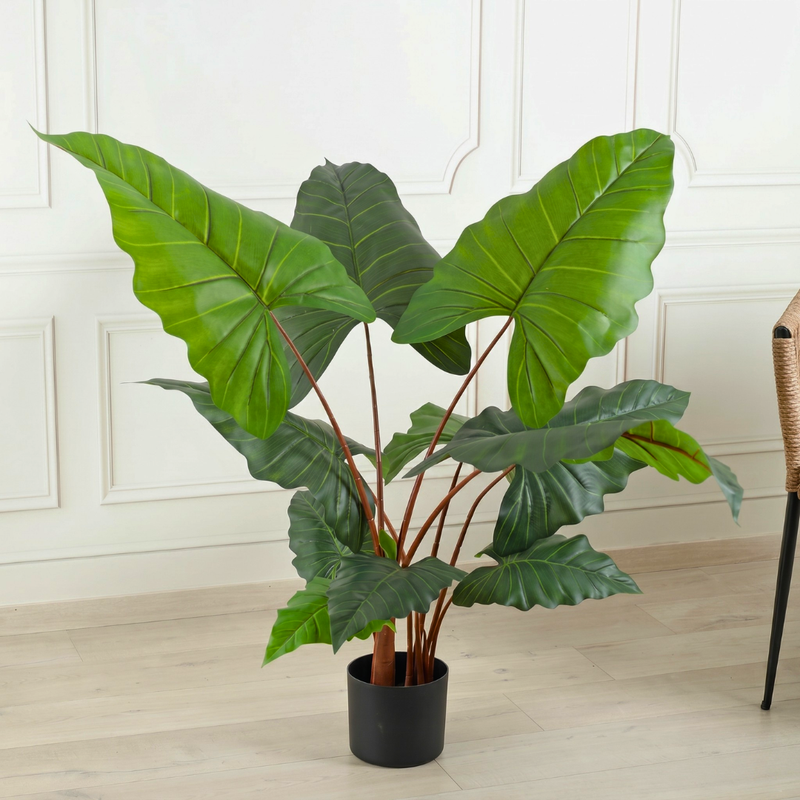 Alocasia Bulbs