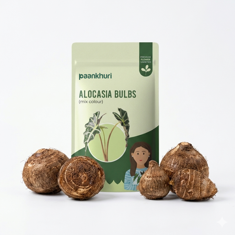 Alocasia Bulbs