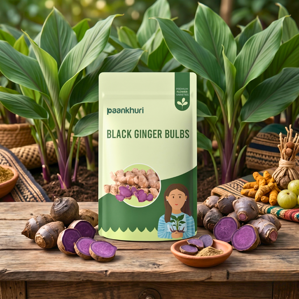 Black Ginger Bulbs