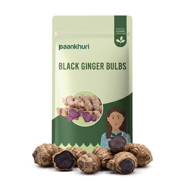 Black Ginger Bulbs