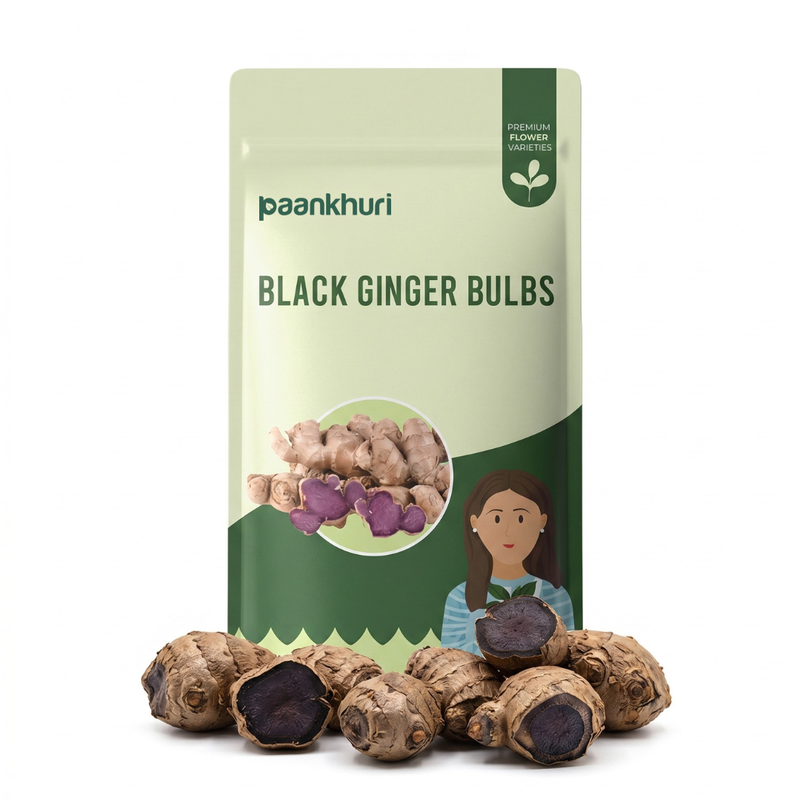 Black Ginger Bulbs
