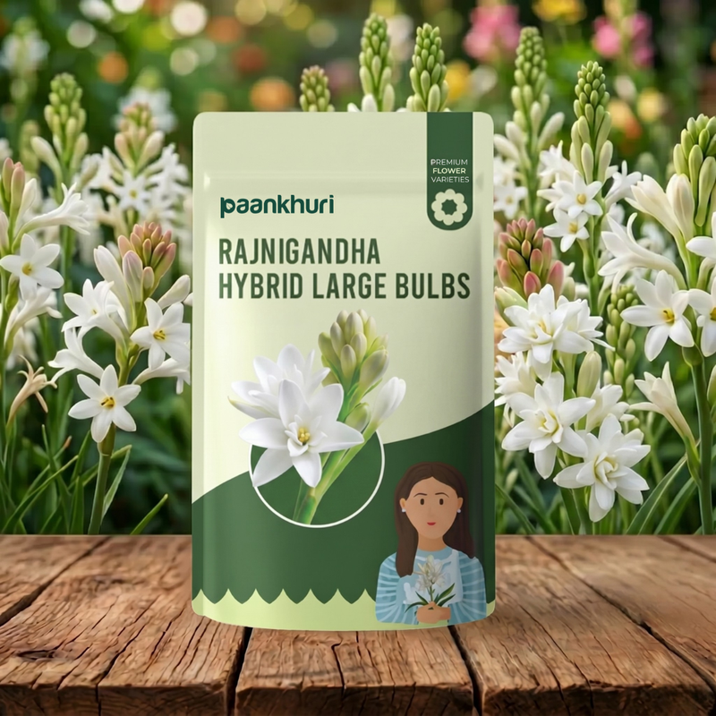 Rajnigandha Hybrid Large Bulbs