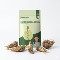 Double Petal Rajnigandha Bulbs