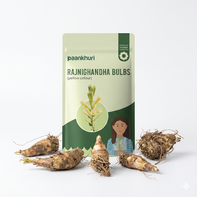Double Petal Rajnigandha Bulbs