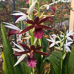 Nun Orchid Bulbs