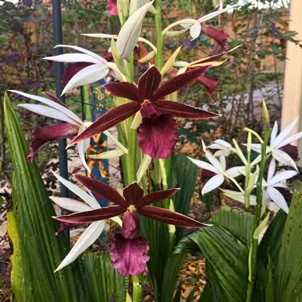 Nun Orchid Bulbs