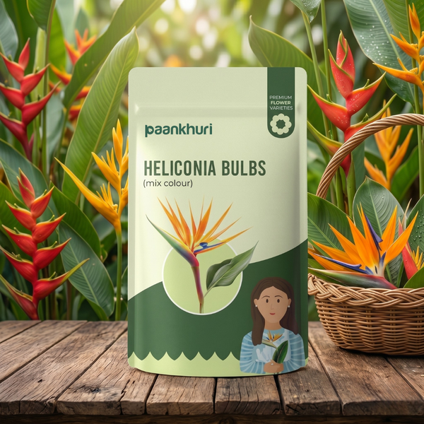 Heliconia Bulb