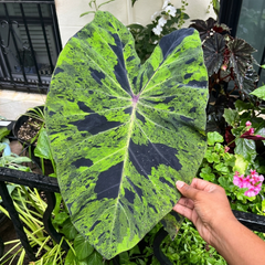 Alocasia Bulbs
