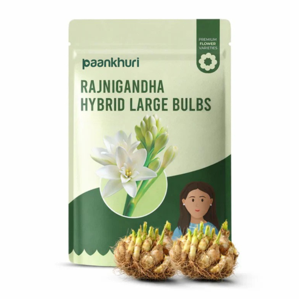 Rajnigandha Hybrid Large Bulbs