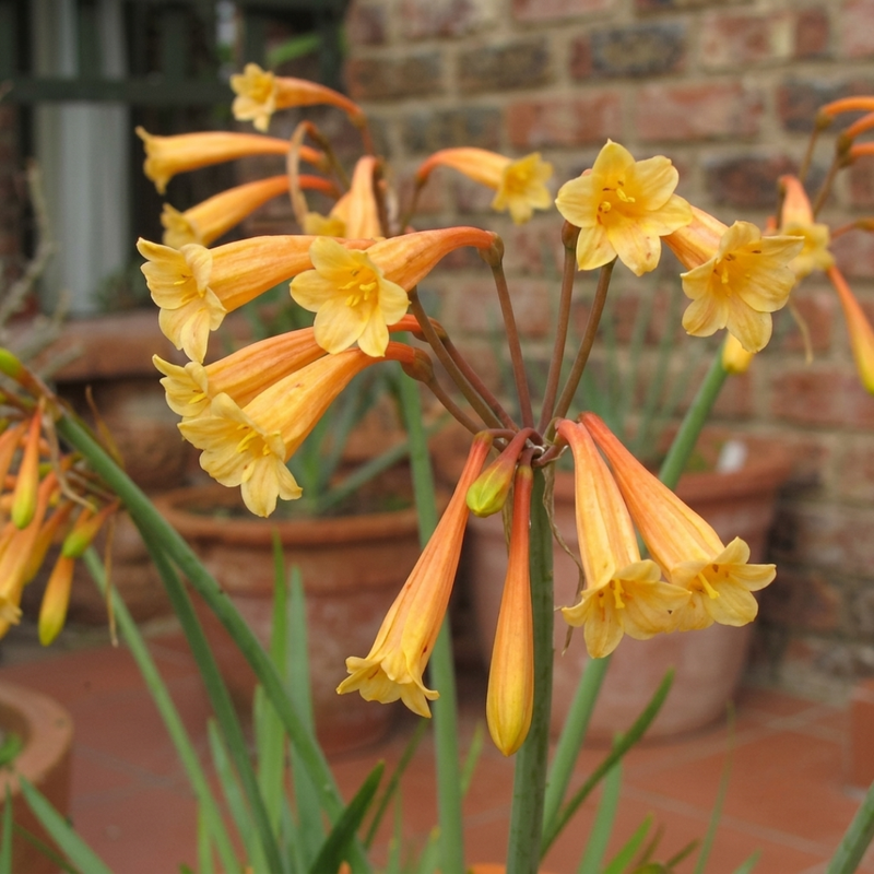 Ifafa Lily Bulbs